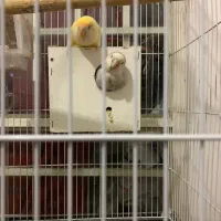 کوتوله سخنگو خوشرنگ جفت وجوجه توضیحو بخون