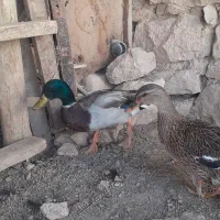 اردک کوهی کله سبز|حیوانات مزرعه|کوهدشت, |دیوار