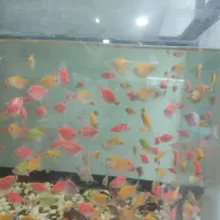 زبرا|ماهی|زنجان, |دیوار