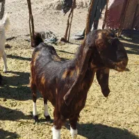 بز گولگولی اصل پاکستانی گوش دراز