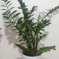 زاموفیلیا|گل و گیاه طبیعی|قم, محمد آباد|دیوار