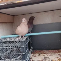 کفتر|پرنده|محمدشهر, محمدشهر|دیوار