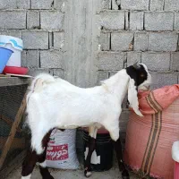 نربز گلابی|حیوانات مزرعه|چغادک, |دیوار