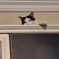 گربه گمشده|حیوانات|تبریز, |دیوار