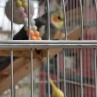 عروس هلندی یکساله