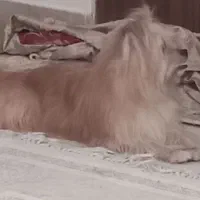 واگذاری سگ|سگ|پاکدشت, حصار امیر|دیوار