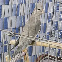 عروس هلندی شش ماهه رام