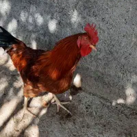 دو عدد خروس محلی