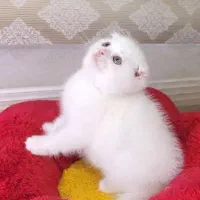 پسر اسکاتیش چشم آبی