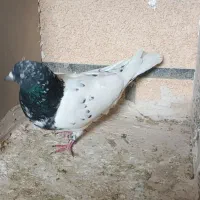 قره باش و قره سوری