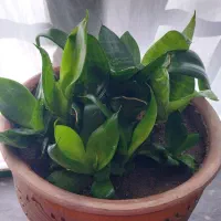 گل سر سبز سانسوریا|گل و گیاه طبیعی|بناب, |دیوار