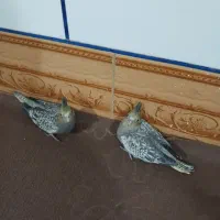 عروس هلندی