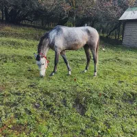 فروش نریان سواری