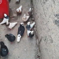 کبوتر طوقی -زاغ آبادانی و...
