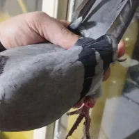 کبوتر.پلاکی. ماده.ازبلندی گرفتم|پرنده|تهران, مولوی|دیوار