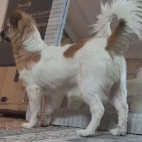 واگذاری سگ واکسن خورده خونگی|سگ|اشکذر, |دیوار