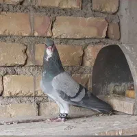 جوجه دمگیر خرقه روس