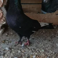 زاغ شاه بال سفید/کله زرد|پرنده|بندرعباس, |دیوار