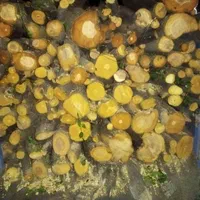 درخت باغ چوب وبیشه چنار گردو وتیرخشگ را خریدارم|خدمات باغبانی و درختکاری|نورآباد, |دیوار