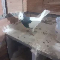 سرور کلفه جفت تخم هم گذاشته سیاه کلفه مثل خروس|پرنده|اردبیل, |دیوار