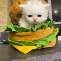 گربه دو ماهه|گربه|بندرعباس, |دیوار