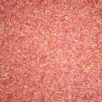 بذر گندم رقم هشترود ۱۲ تن|عمده‌فروشی|نظر کهریزی, |دیوار