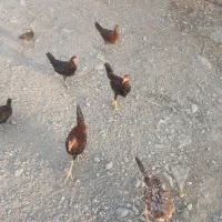 جوجه محلی فروشی