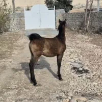 کره اسب|اسب و تجهیزات اسب‌سواری|قلعه شاهین, |دیوار