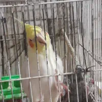 عروس هلندی نر