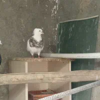 کفتر طوقی مهر نر