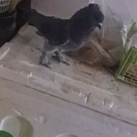 ۱عدد نر کوهی|پرنده|صدرا-فارس, فاز ۱|دیوار