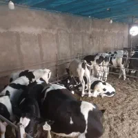 گوساله قطع شیر درجه یک