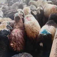 ۱۴۰راس بره بختیاری درجه ۱|حیوانات مزرعه|شیراز, شهرک گلها|دیوار