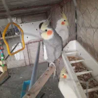 عروس هلندی نر