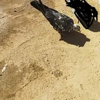 گمشده|حیوانات|شهرکرد, |دیوار