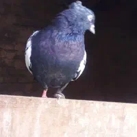 کفتر فروشی  و یک عدد اسباب بازی|اسباب‌بازی بچه|سبزوار, پیروزی|دیوار