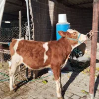 دو راس گوساله ماده سیمینتال جنس شیری.گاو.تلیسه