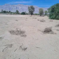 اجاره ۸هکتار زمین کشاورزی