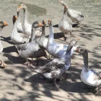 غاز محلی|حیوانات مزرعه|انگوت, |دیوار