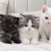 3گربه  دونی 20میلیون