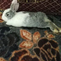 خرگوش ماده