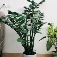 گل زانفوریا|گل و گیاه طبیعی|سبزوار, قاضی زاد|دیوار