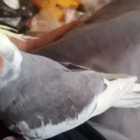 عروس هلندی نر