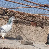 کبوتر رنگی دمسفید|پرنده|قزوین, |دیوار