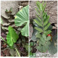 گل وگیاهان طبیعی با قیمت مناسب