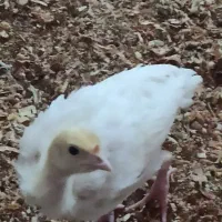 جوجه بوقلمون