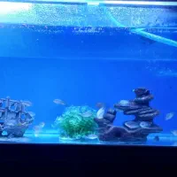 بچه ماهی فلاور|ماهی|نمین, |دیوار