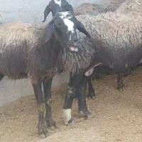 گوسفند شیشک بره دار