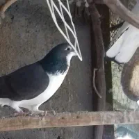 فروش کبوتر|پرنده|کردکوی, |دیوار