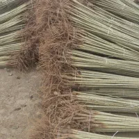 فروش نهال صنوبر کبوده گردو آلبالو مجاری درنهالستان